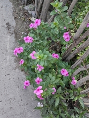 Catharanthus roseus