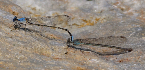 Blue-fronted Dancer, photo 2 of 7