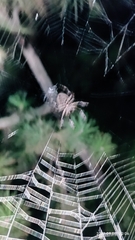 Araneus ventricosus