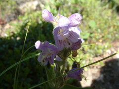 Penstemon eriantherus