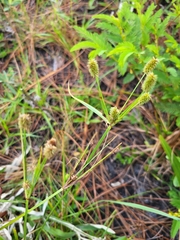 Cyperus retrorsus