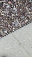 Funastrum heterophyllum