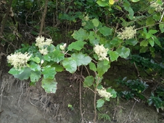 Brachyglottis repanda