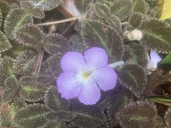 Episcia lilacina