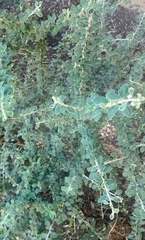 Lespedeza hirta