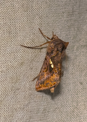 Autographa precationis