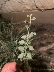Lespedeza hirta
