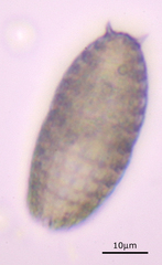 Colepidae