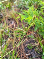 Cyperus retrorsus