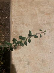 Lespedeza hirta