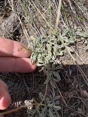 Penstemon scapoides