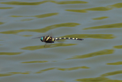 Macromia pacifica