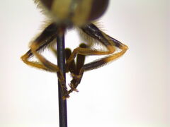 Eristalis brousii