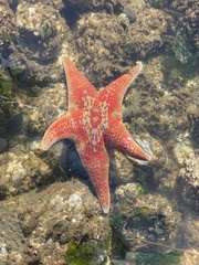 Dermasterias imbricata