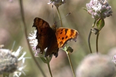 Polygonia gracilis