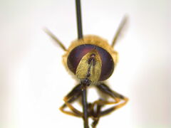Eristalis brousii