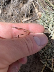 Penstemon scapoides