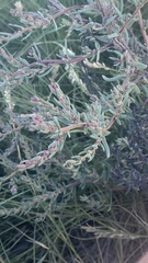Suaeda maritima
