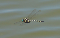 Macromia pacifica