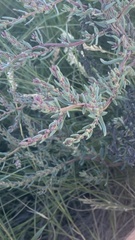 Suaeda maritima