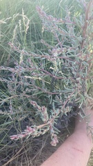 Suaeda maritima