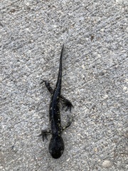 Ambystoma tigrinum