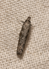 Dichomeris inversella