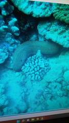 Gymnothorax meleagris