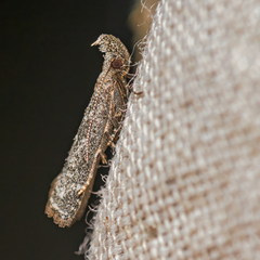 Dichomeris inversella