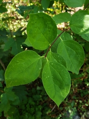 Philadelphus lewisii