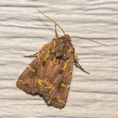 Lacinipolia renigera