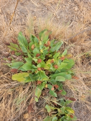 Anemopsis californica