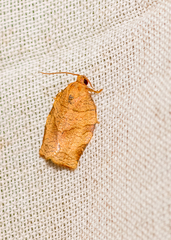 Choristoneura rosaceana