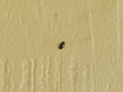 Glischrochilus quadrisignatus