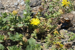 Grindelia