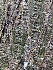 Pseudobombax septenatum