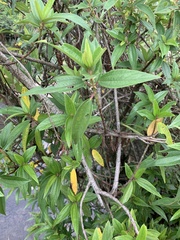 Boehmeria densiflora