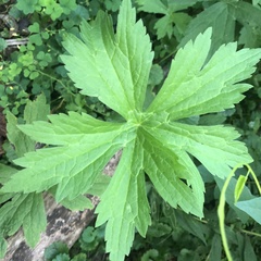 Anemonastrum canadense