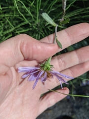 Symphyotrichum subspicatum