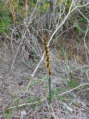 Prasophyllum elatum