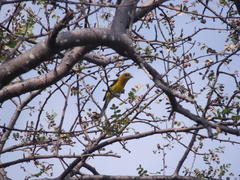 Pheucticus chrysopeplus