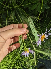 Symphyotrichum subspicatum