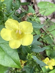 Aureolaria virginica