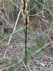 Prasophyllum elatum
