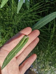 Symphyotrichum subspicatum