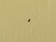 Glischrochilus quadrisignatus