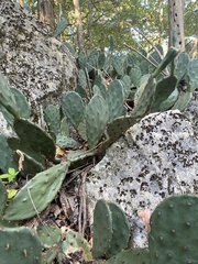 Opuntia cespitosa