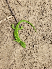Naultinus elegans