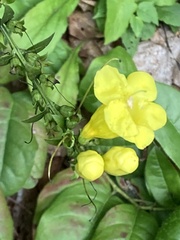 Aureolaria virginica