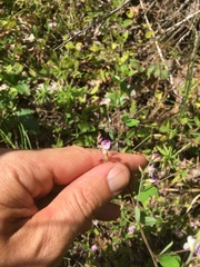 Lespedeza procumbens